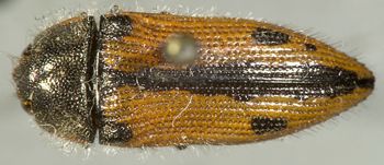 Media type: image;   Entomology 24418 Aspect: habitus dorsal view